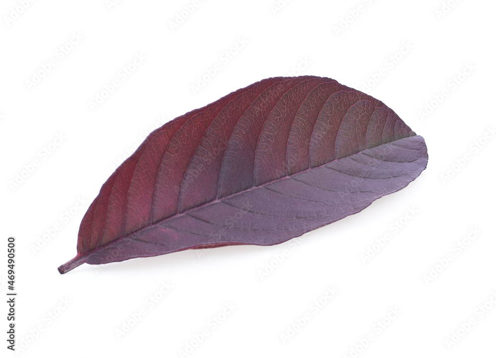 Fresh Guava leaf isolated on white background. Fresh Guava leaf isolated on white background.
