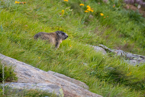 Alpine marmot  Marmota marmota  in Val Piora