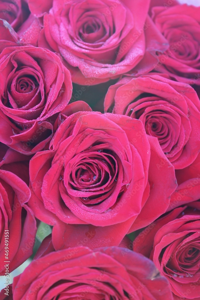 bouquet of roses bouquet of roses