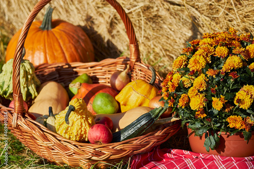 Still-life. Autumn vegetables and fruits in the basket. Pumpkins, zucchini, onions, pears, apples. Chrysanthemums on the background of a haystack.