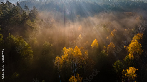 Aerial view on autumn forest in morning light during sunrise. Foggy forest in the morning mist