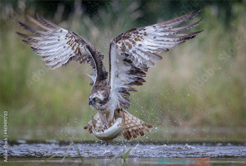 Osprey