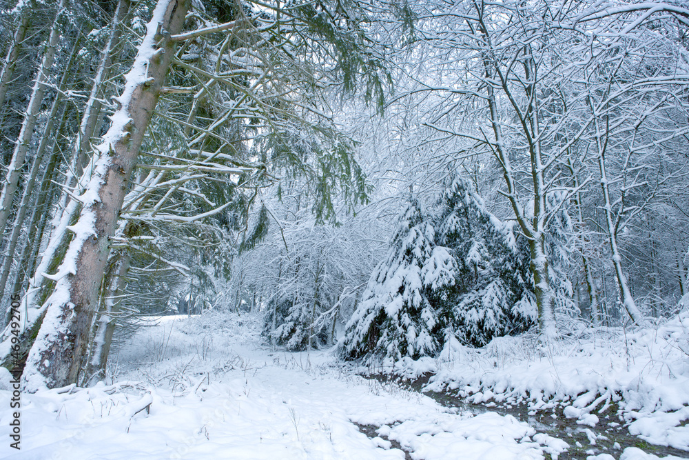 Fototapeta premium Christmas background. White trees in forest covered with snow.