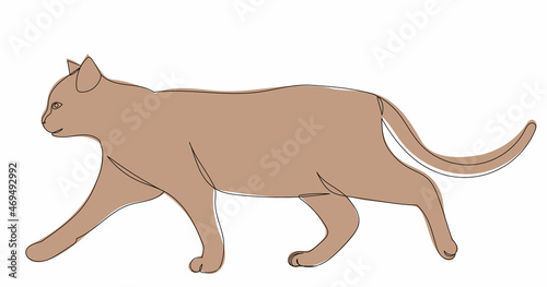 cat walking continuous line drawing vector  isolated