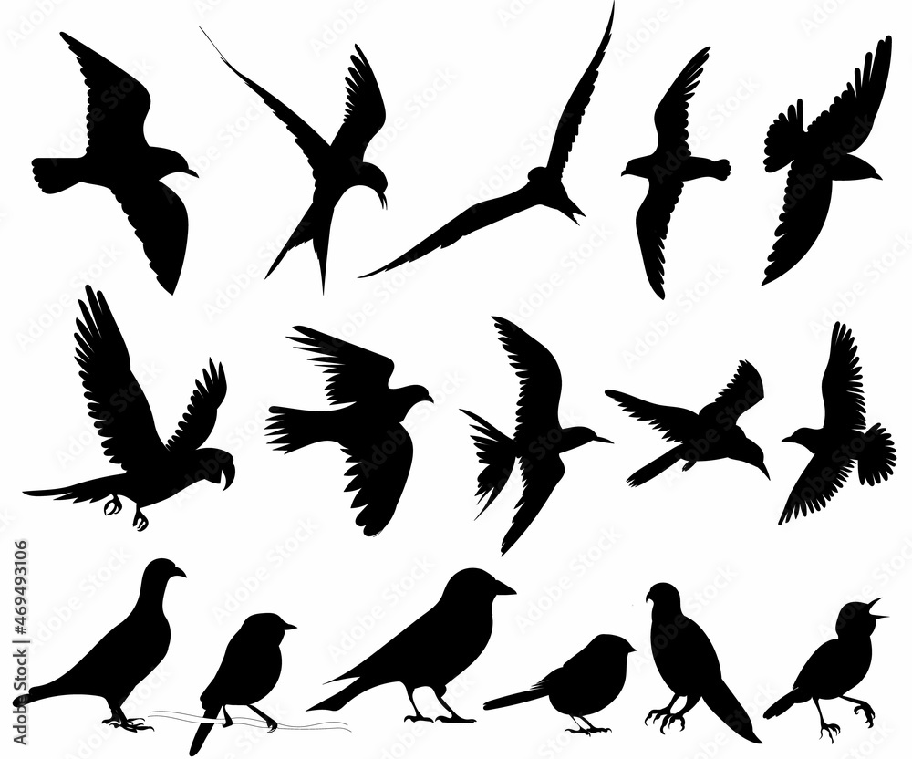 Obraz premium set of birds black silhouette vector, isolated