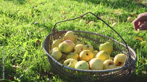 Man picking up yellow apples into basket from grass during late summer evening and illuminated by sunset light