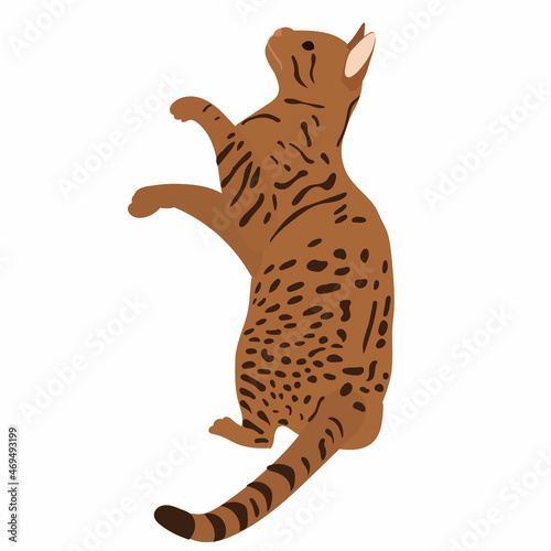 cat in flat style vector, isolated