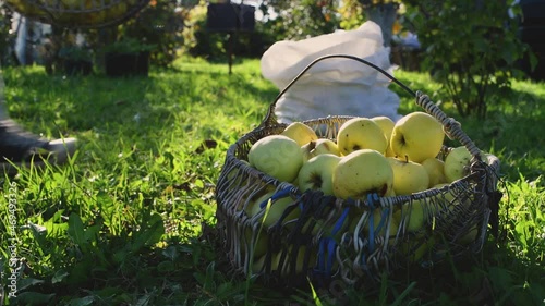 Man picking up yellow apples and pour in to bag from baskets during sunny late summer day and illuminated by sunset light