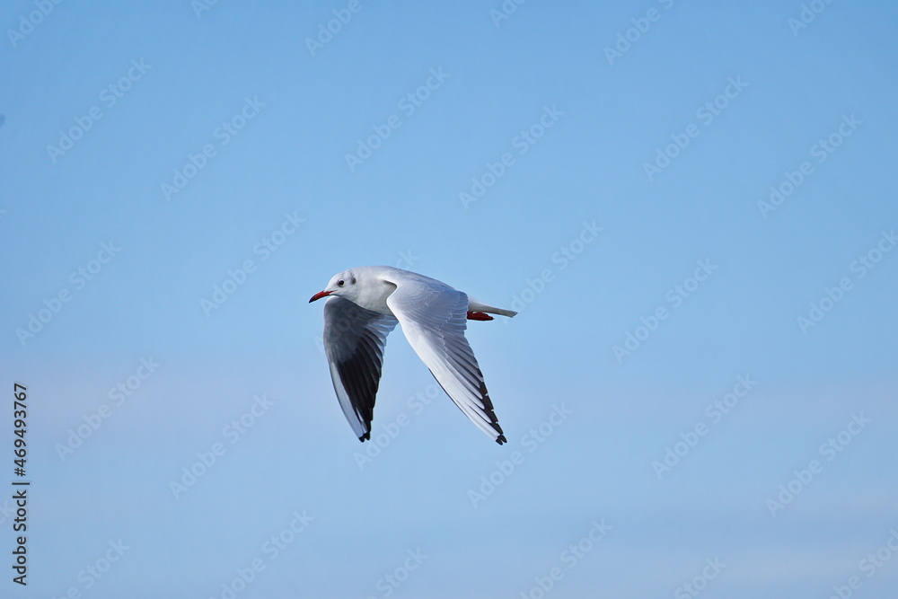 Mouette Mouette