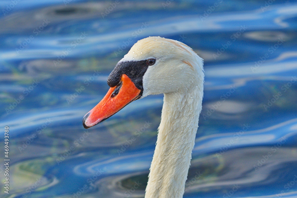 Fototapeta premium portrait de cygne tuberculé