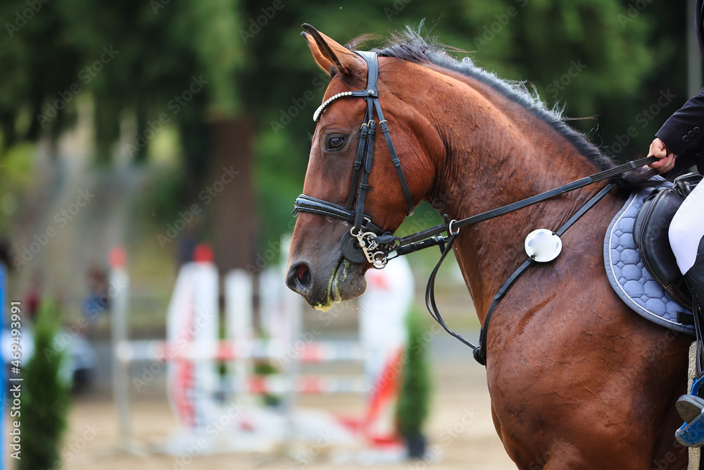 Jumping horse with double ring bridle in head portraits in strong parade, portraits from the side..