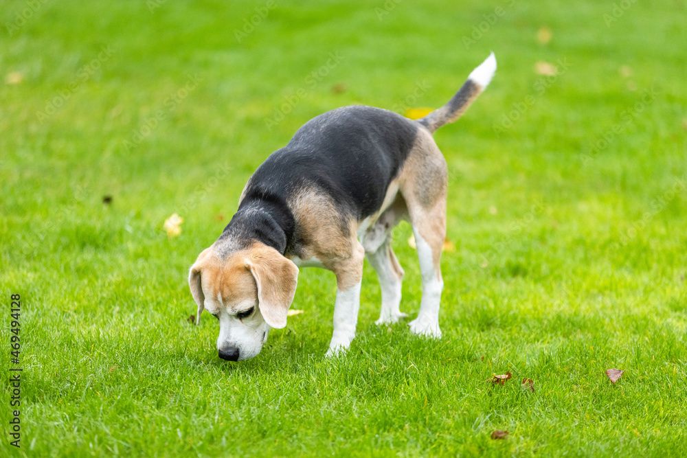 beagle dog in the garden