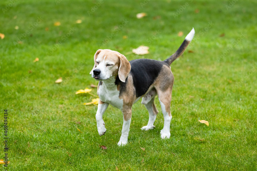 beagle dog in the garden