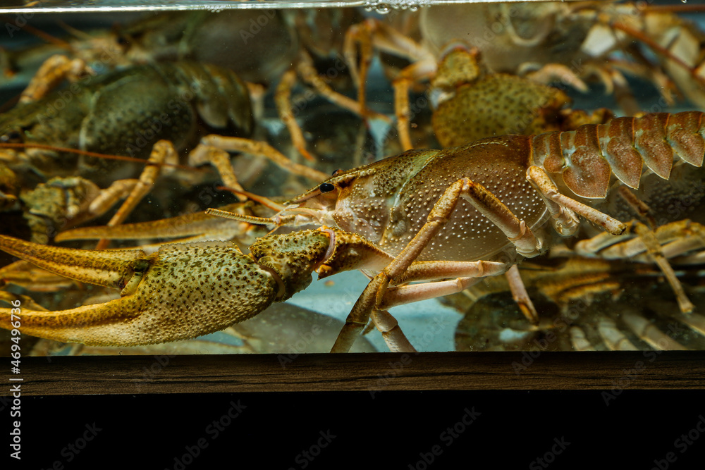 Living crayfish in water. Cancers Living crayfish in water. Cancers