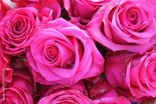 bouquet of pink roses