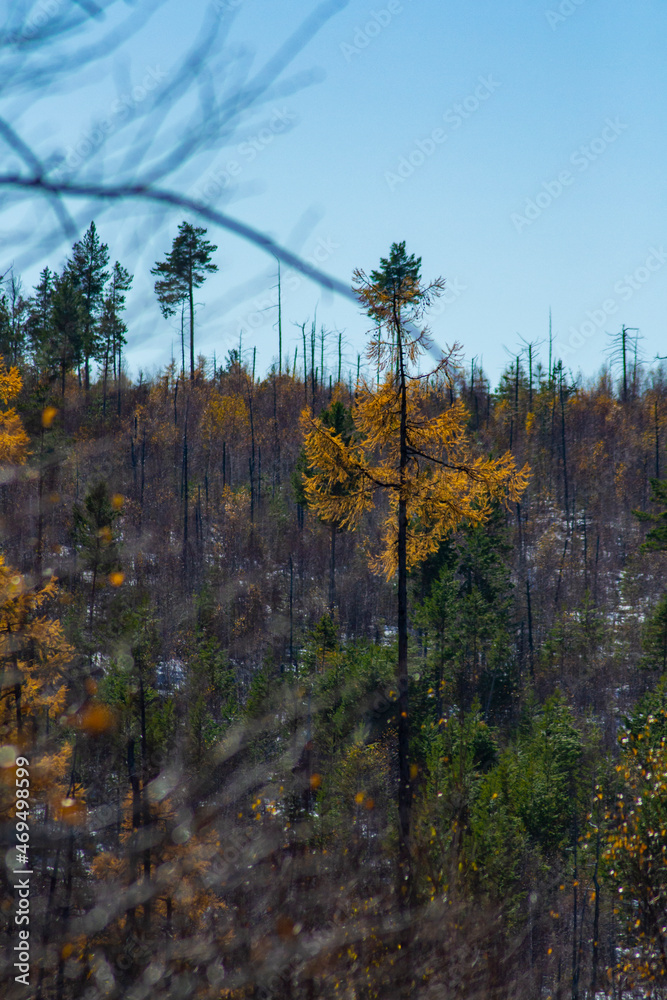 Fototapeta premium autumn in the forest