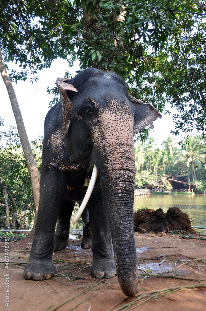 Fototapeta premium Big indian elephant in Goa, India