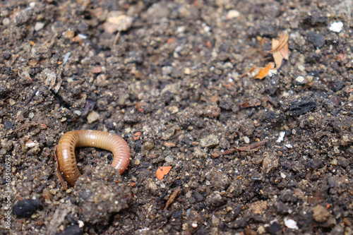 Close up of earthworm on wet soil. 