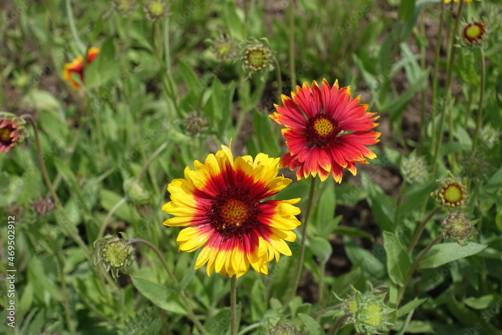 2 red and yellow flowers of Gaillardia aristata in June 2 red and yellow flowers of Gaillardia aristata in June