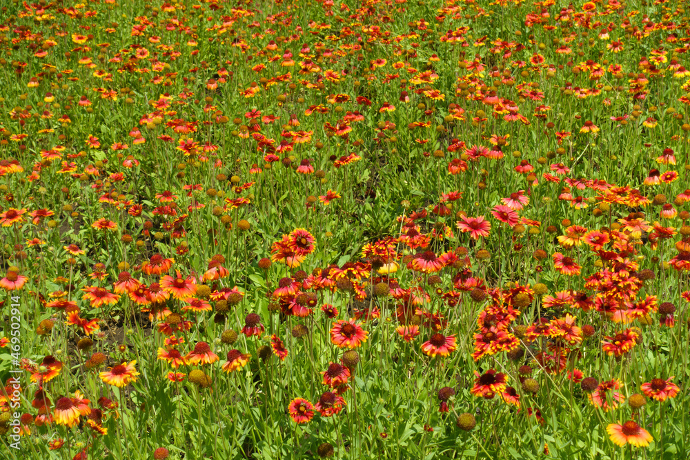 Background - numerous red and yellow flowers of Gaillardia aristata in mid June
