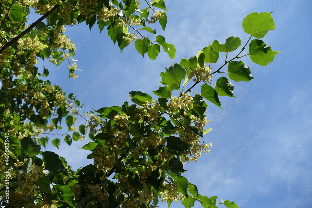 Fototapeta premium Blue sky and branch of blossoming linden tree in mid June