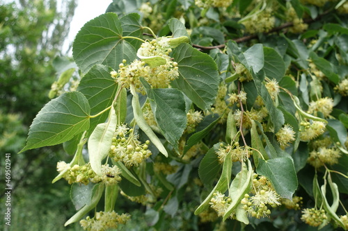 Bracts and pale yellow flowers of linden tree in June photo
