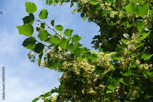 Bright blue sky and branch of blossoming linden tree in mid June
