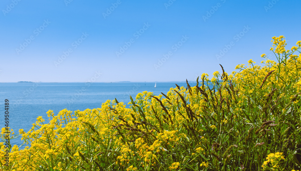 Field of yellow wild flowers on an island, up on a cliff. Blue sky and the sea in the background. Suomenlinna, Helsinki, Finland.