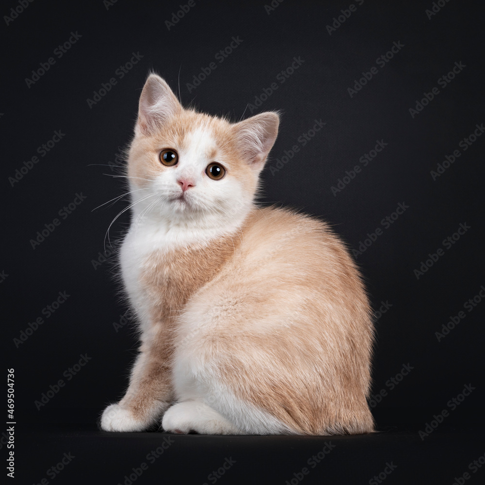 Adorable tailless Manx cat kitten, sitting side ways. Looking straight to camera with droopy eyes. Isolated on a black background.