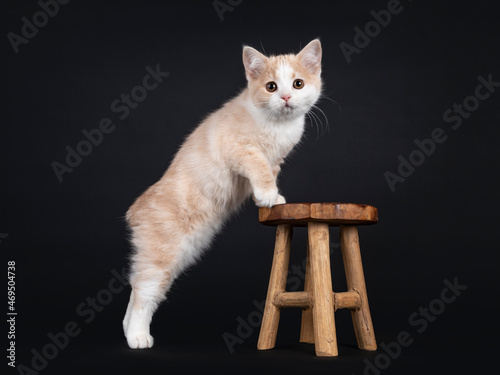 Fototapeta Adorable tailless Manx cat kitten, standing side ways with front paws on little wooden stool