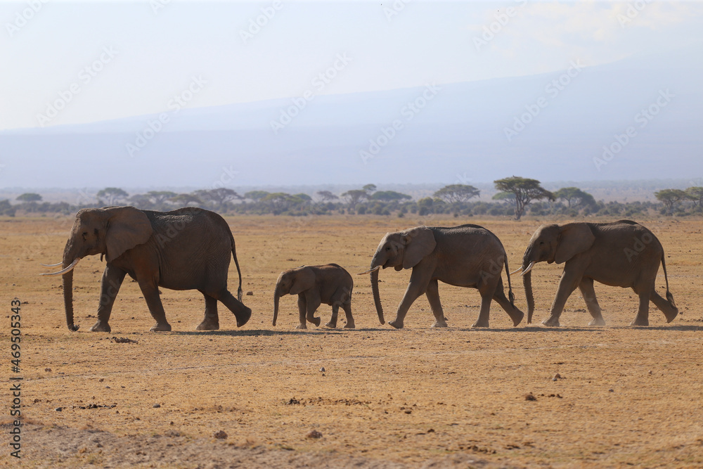 elephants in the savannah