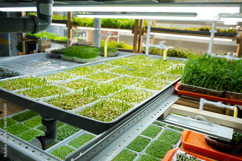 Urban microgreen farm. Eco-friendly small business. Baby leaves, phytolamp.