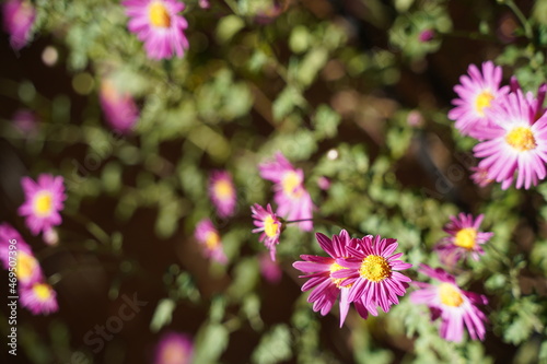菊の花　ピンク＆紫　明治神宮