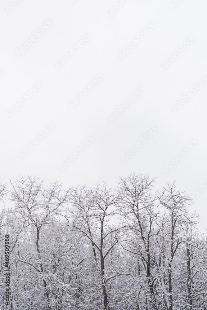 Winter forest landscape with trees under snow. Peaceful outdoor scene
