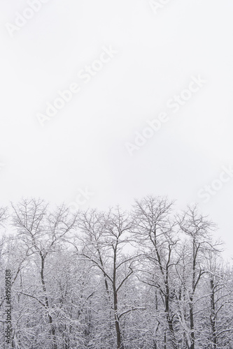 Wallpaper Mural Winter forest landscape with trees under snow. Peaceful outdoor scene Torontodigital.ca