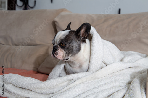 Black and white french bulldog sleeping with white blanket on top. close up