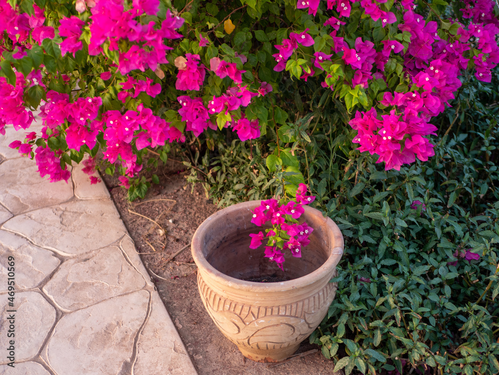 Clay pot stands on the ground under a bush with bright pink flowers. Clay pot stands on the ground under a bush with bright pink flowers.