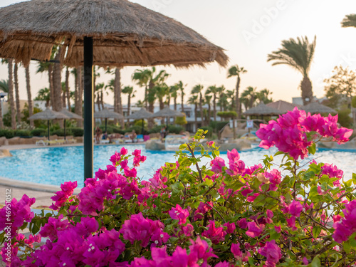 Hurghada, Egypt - September 22, 2021: Bush with bright pink flowers against the backdrop of the pool and people relaxing on sun loungers at sunset. Selective focus.