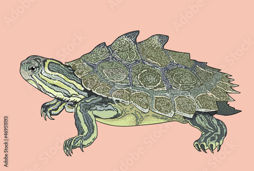 Missisipi map turtle drawing, unique, art.illustration, vector