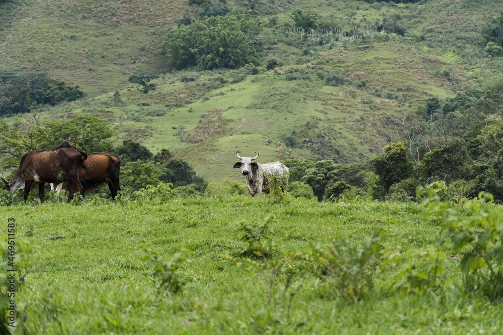 Cattle grazing in the pasture with mountains in the background. Oxen, cows and calves together. Sana, mountainous region of Rio de Janeiro.