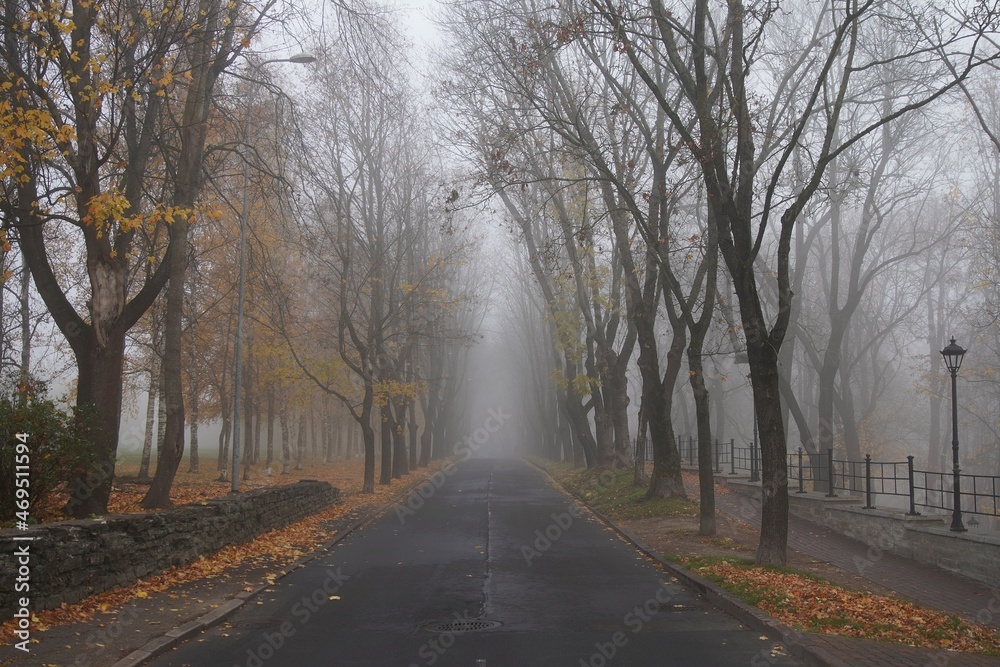 fog in autumn park