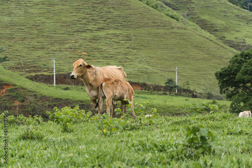 Cattle grazing in the pasture with mountains in the background. Oxen, cows and calves together. Mother nursing the cub. Sana, mountainous region of Rio de Janeiro photo