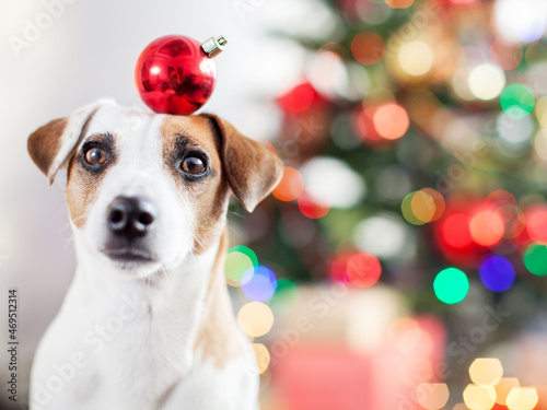 Dog near christmas tree © Tatyana Gladskih