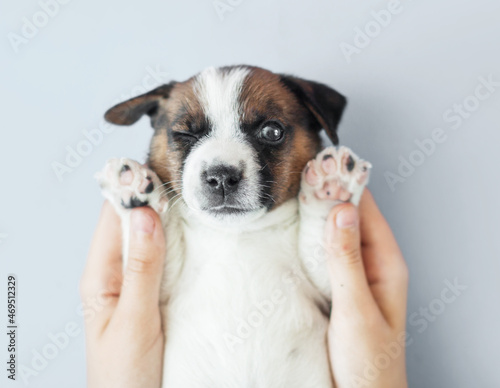 Small puppy dog