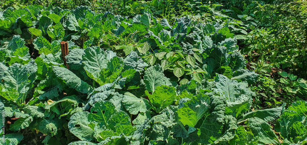 Growing plants. Plantation with various vegetables on farm in sunny day. Space for text. Growing plants. Plantation with various vegetables on farm in sunny day. Space for text.