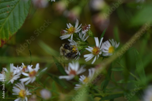 Close-Up Macro of a Carpenter Bee on a White Wildflower Aster