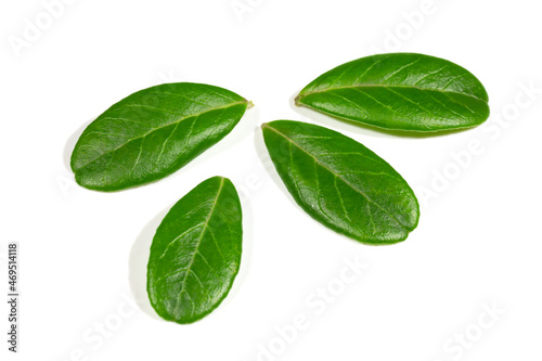 fresh green lingonberry leaves on a white background.