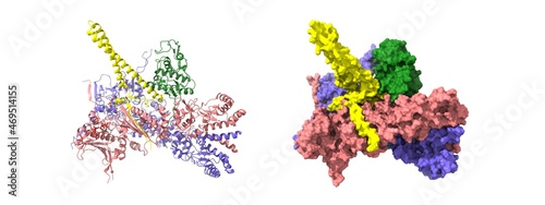 Heat-shock protein 90 dimer (pink-blue)-HSP90 co-chaperone Cdc37 (yellow)-cyclin-dependent kinase 4 (green) complex. 3D cartoon and Gaussian surface models, PDB 5fwk, white background © Walter_D