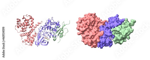 G2-mitotic-specific cyclin B1 (pink), cyclin-dependent kinase 1 (blue) and cyclin-dependent kinase regulatory subunit 2 (green) with Flavopiridol. 3D cartoon and Gaussian surface models, PDB 6gu2