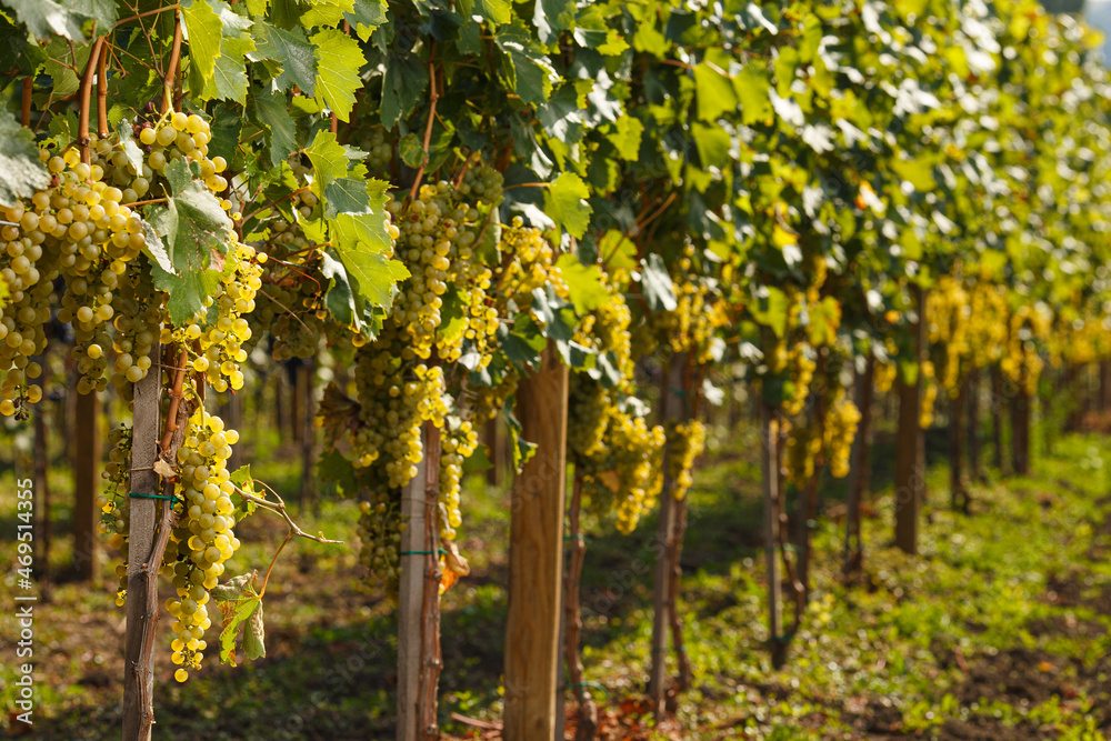 Fototapeta premium Hanging white grapes, selective focus